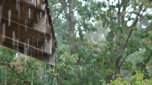 Photo: Rain and Hemlock Rafters